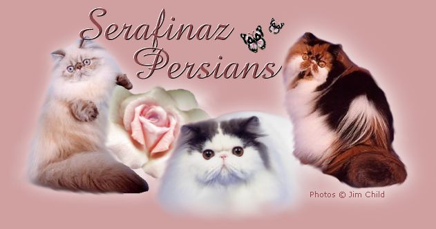Seal Lynx Point, Black & White Van and Calico Persians